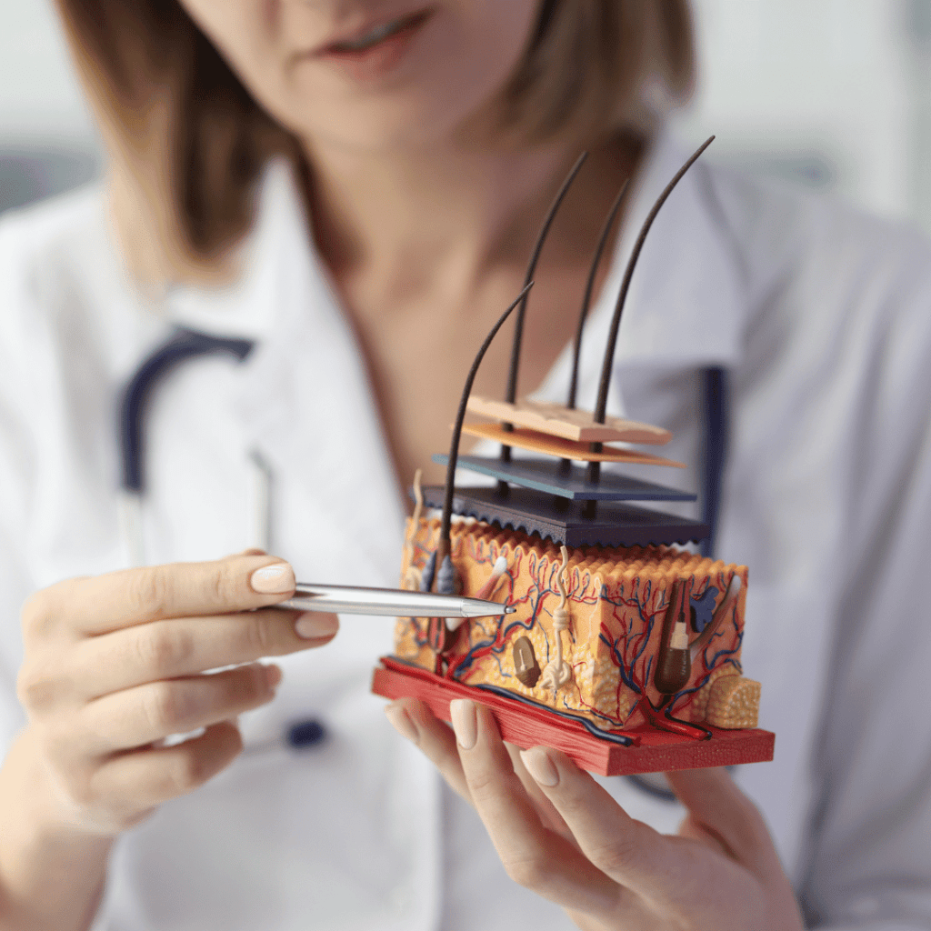 Close-up of a medical professional holding a detailed model of human skin layers and pointing to a specific part with a pen.