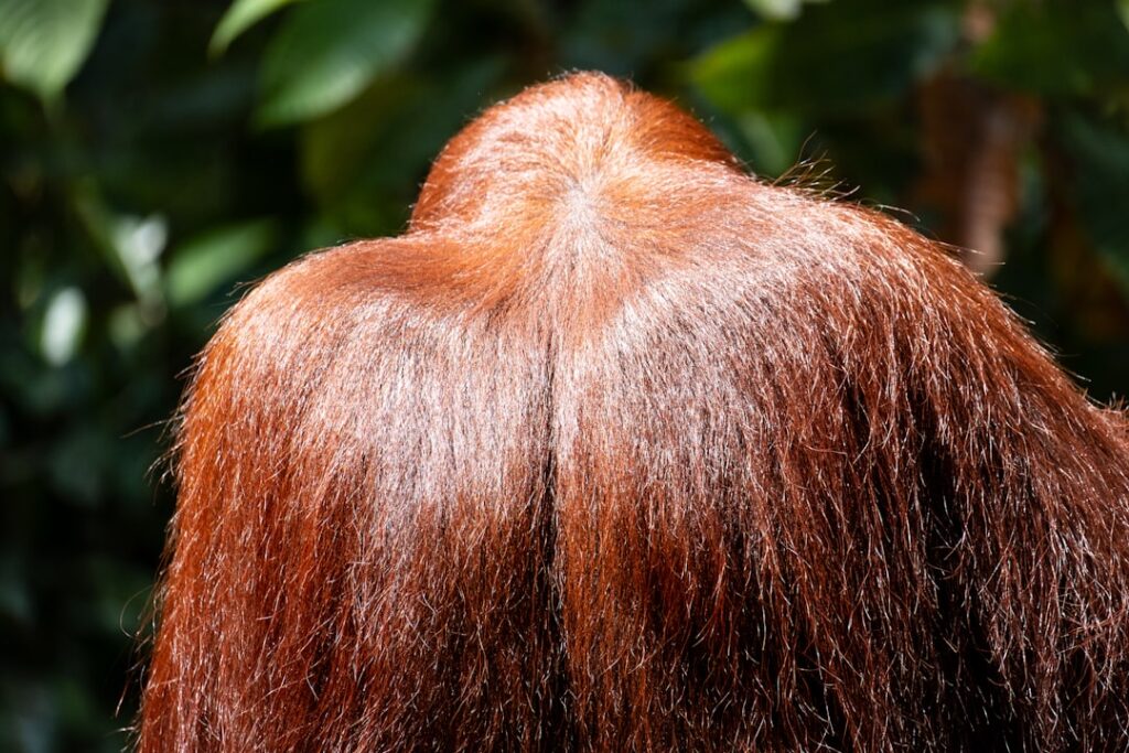 Hair Growth Timeline with PRP Therapy